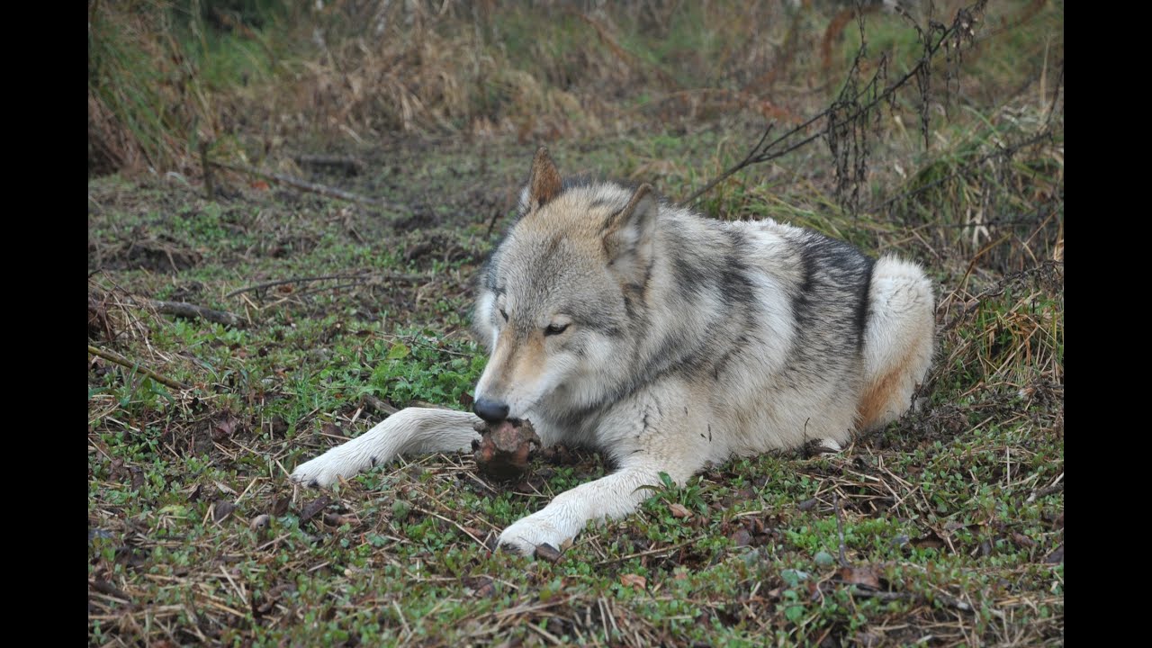 アニューの歩み