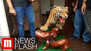 Polisi Temukan Hewan Langka Diawetkan di Rumah Pengemudi Lamborghini 'Koboi'