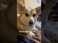 あだ名で反応🥹可愛すぎる！#corgi #short #shortvideo #コーギー #tiktok