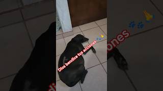 Adopta Rescata🙏🐾🙏🐾 #historiasdeanimales #perro #rescuedog #rescue