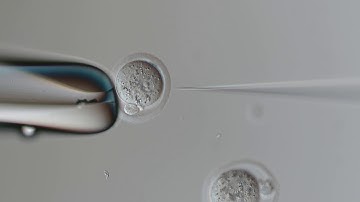 CELLectro pronuclear microinjection full video 1