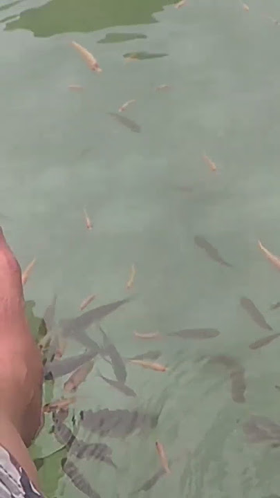 Terapi ikan di gunung sungging ~ Surade Sukabumi