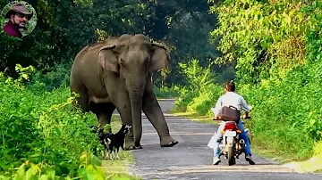 Behavior & chasing of elephant 1