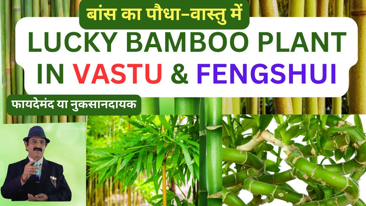 Lucky Bamboo In Hindi Is lucky-bamboo-in-hindi-is