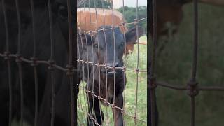 Baby Calf Meets Sister | Hope Update #farming #cow #baby #shorts