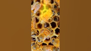 Why Do Bees Make Hexagons?