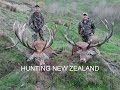 Red stag  fallow buck hunting new zealand may 2013