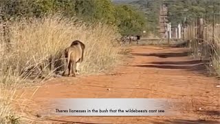 How lions create an ambush