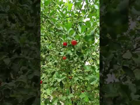 شجرة الكرز او كما تسمى البيربدوس شيري انصح بزراعتها