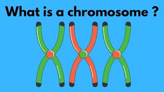 What is a chromosome?