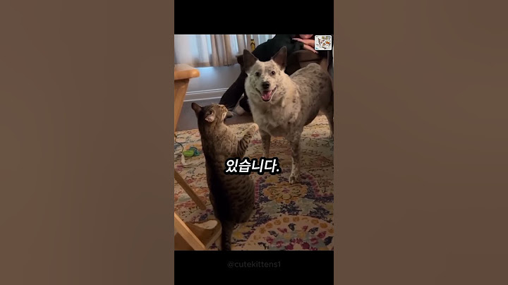 괴롭히는 고양이를 1초만에 서열정리하는 강아지!