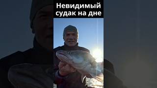 Не вижу рыбу, а она есть. Рыбалка с Garmin Panoptix Livescope