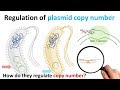 plasmid copy number regulation