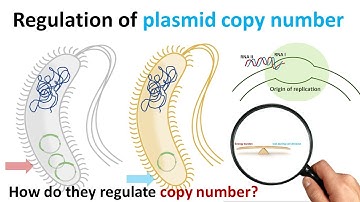 plasmid copy number regulation | What is meant by copy number of plasmid? | low copy number plasmid