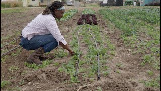The Value of Farming with Community: Terra Preta Farm | Edinburg, TX