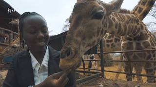 Rare Wild Giraffes in Kenya ??
