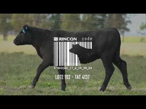 LOTE 102   TAT 4137 Angus