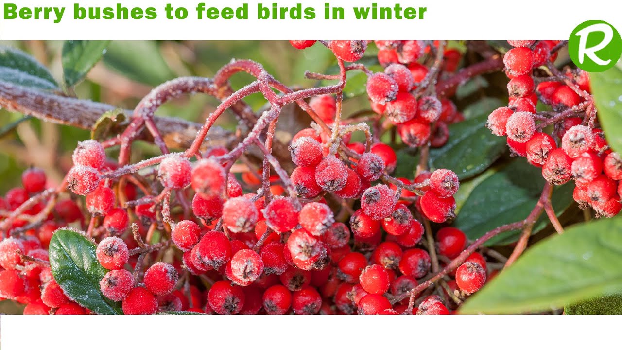 Create a hedge of berry bushes for birds!