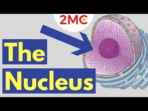 What is the Nucleus | Nucleus Structure and Function