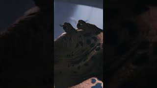 How did Max Rebo survive the sail barge explosion? @StarWarsExplained