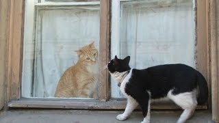 Коты и Кошки))) ПИТЕРА))...).... Коты и Кошки))) ПИТЕРА))...)....
