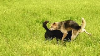 Triple Dogs Meeting In Rice Field by Kh Animal-lover 31,034 views 2 years ago 1 minute, 5 seconds
