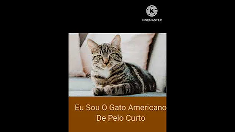 Video 8563131: american shorthair, gato american