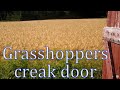 Sound of grasshoppers with creak of wood warehouse door
