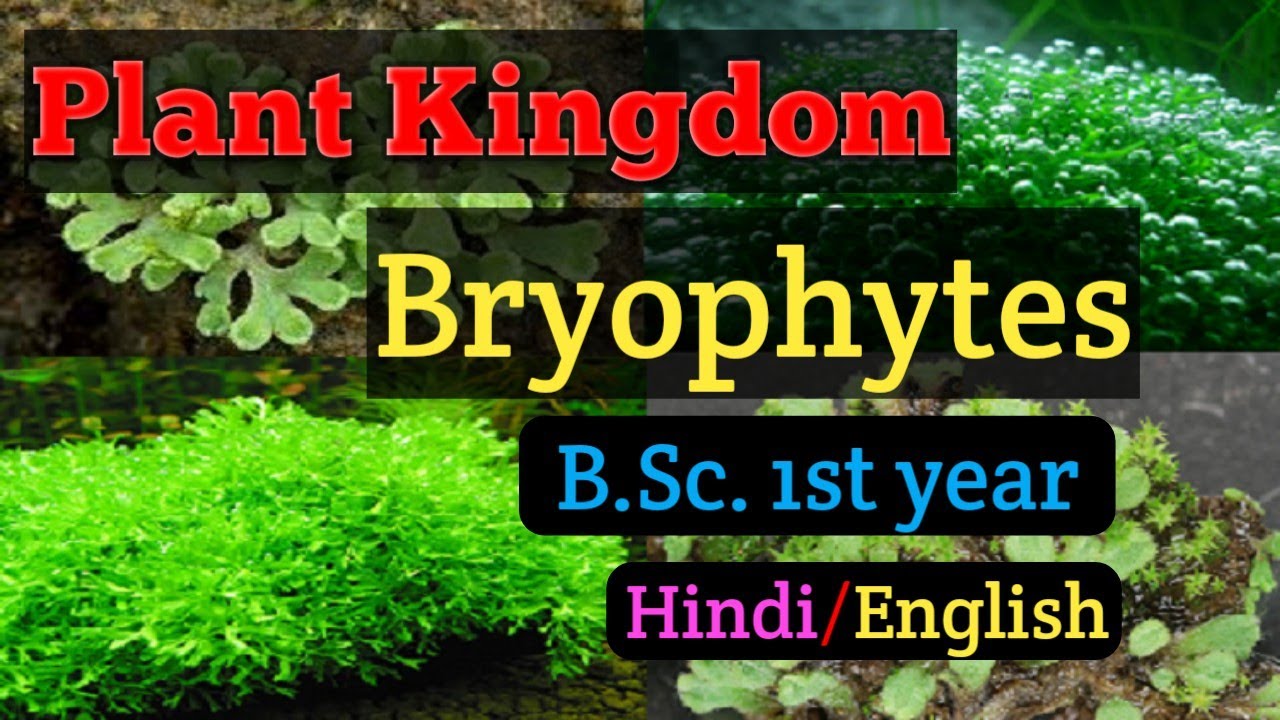 Bsc first year Botany //Paper second //General Characters of Bryophytes //MGKVP Bsc 1st year Botany