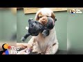 Dog Brings Stuffed Animal To Comfort Her During Grooming + Cute Animal Videos | The Dodo Top 5