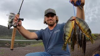 Perch Fishing in a Rainstorm! (Catch & Cook)