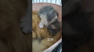 사나운 바이컬러 고양이