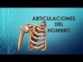 Articulaciones del hombro