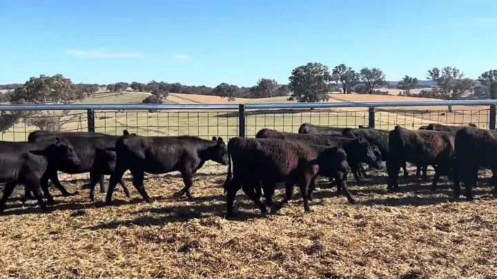 Ancient Grains. 41 heifers.