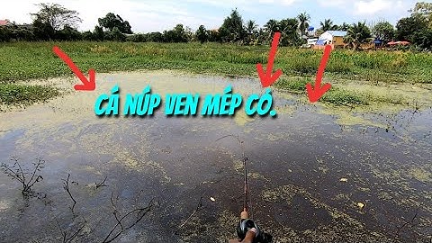 Câu cá lóc - Cá táp dính liên tục.Thợ săn cá lóc.