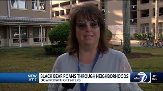 Black bear roaming around downtown Fort Myers captured