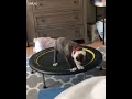 mini trampoline and pet dog