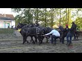 Tire de chevaux, St Honoré 2017, 7000 lb