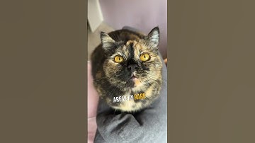 Why Tortoiseshell Cats Are So Special