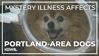 Portland metroarea dog owners should watch for symptoms of 'mystery' contagious respiratory illness