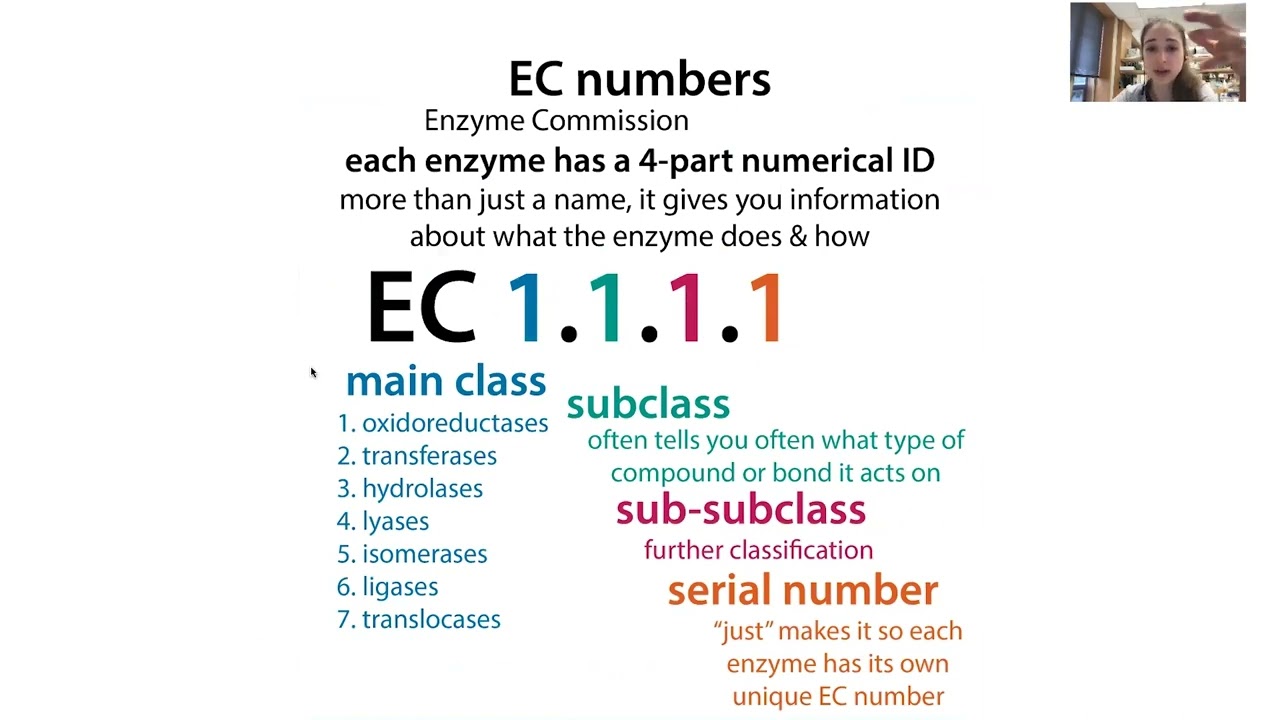 Enzyme Classification EC enzyme Commission Numbers And Exploring Enzyme Classification EC enzyme Commission Numbers And Exploring