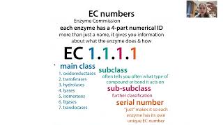 Enzyme classification, EC (enzyme commission) numbers, and exploring the ExplorEnz database