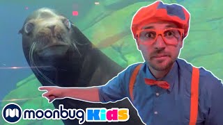 BLIPPI Blippi Visits an Aquarium | Moonbug Kids Play and Learn