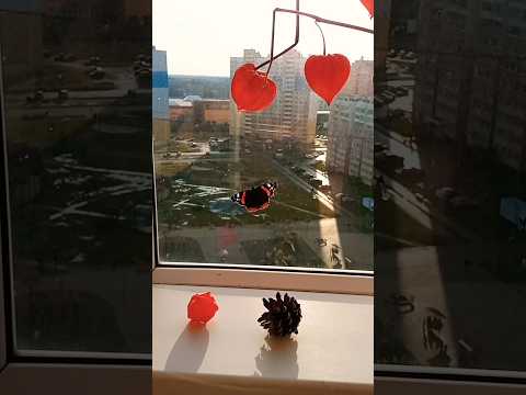 НЕЖДАННАЯ ОСЕННЯЯ ГОСТЬЯ🦋 Бабочка запорхнула на балкон и решила у меня перезимовать😍💓