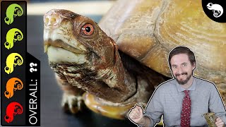 Box Turtle, The Best Pet Turtle?