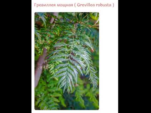 Гревиллея мощная ( Grevillea robusta )