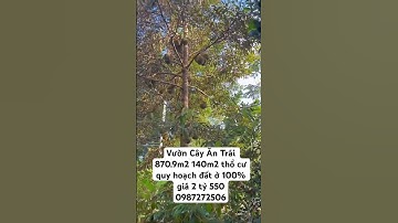 Chị Ngọc nợ nần , buộc phải bán gấp vườn trái cây , Gần Ql 56 Bà Rịa Vũng Tàu#shorts