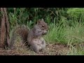 Vivo X200 Ultra 85mm Log video sample - 4k 60