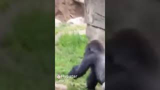 Download Video Lucu Kera Kentut Bikin Ngakak Video MP3 Video Lucu Kera Kentut Bikin Ngakak