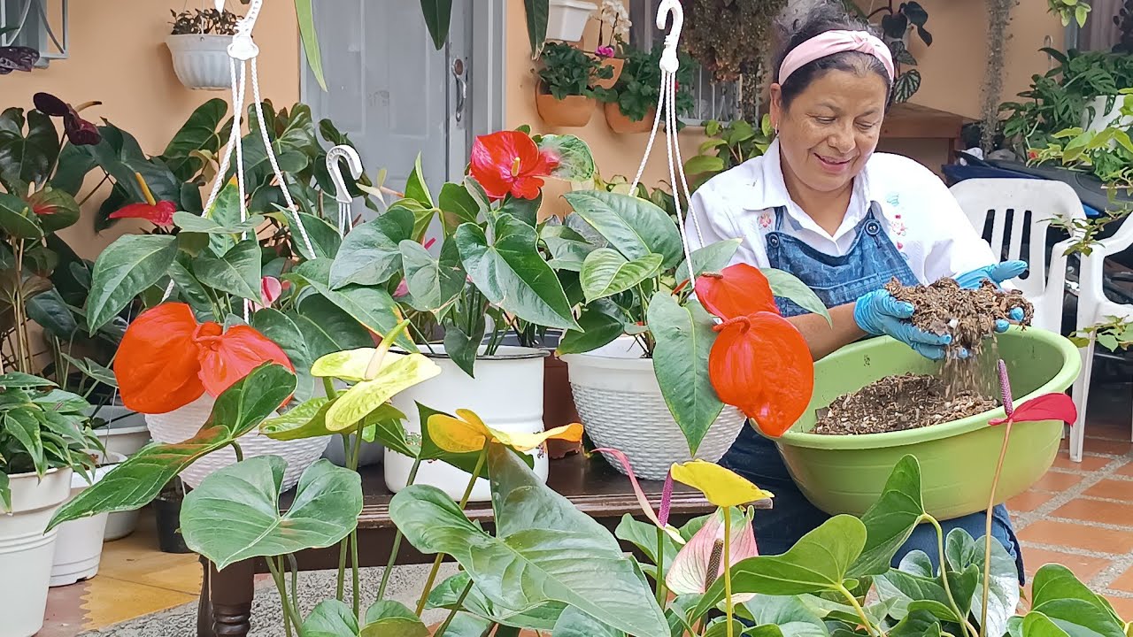 Mis Nuevos Anturios 🌺Trasplantados en este Maravilloso Sustrato 🍂🪴🪵